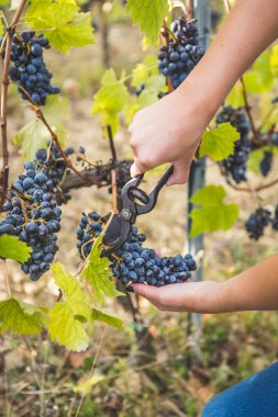 Üzüm demet üzerinden kesme eller