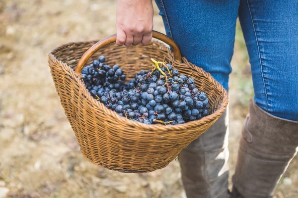 Rieten mand met druiven in vrouwelijke handen — Stockfoto