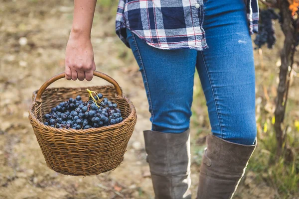 Cesto di vimini con uva nelle mani femminili — Foto Stock