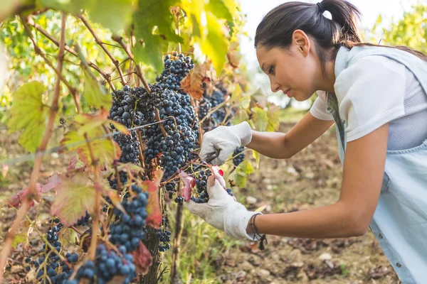 Chica morena usando tijeras para cortar uvas — Foto de Stock