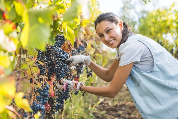 Vrouw plukken rijpe druiven — Stockfoto