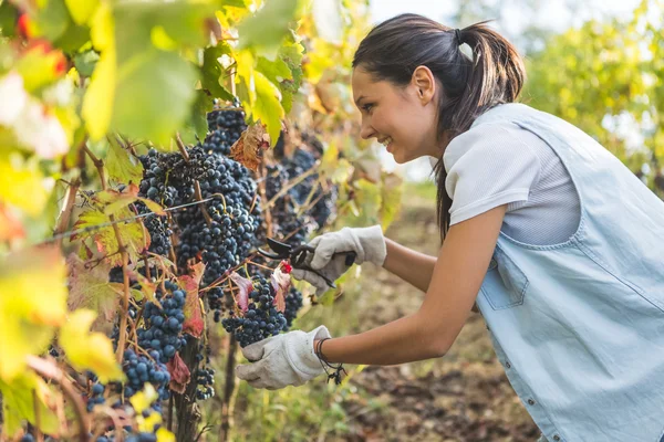 Vrouw plukken rijpe druiven — Stockfoto