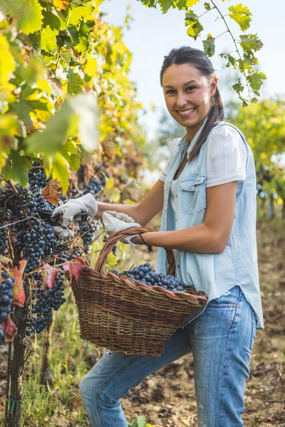 Mujer con cesta de uvas frescas — Foto de Stock