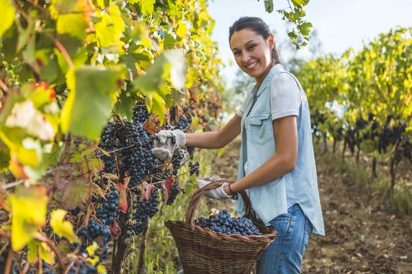 Woman with basket of fresh grapes — Stock Photo, Image