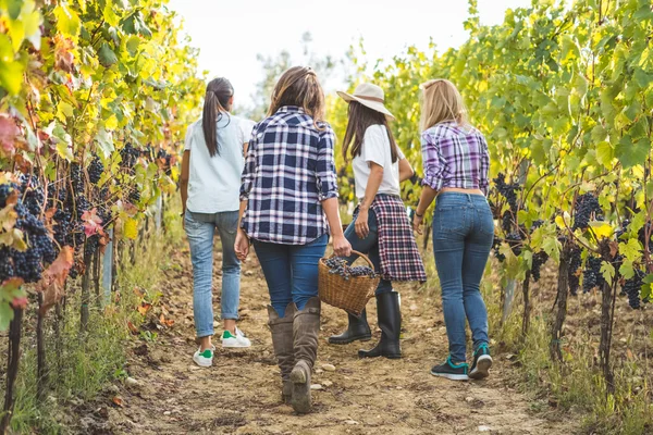 Amigos recogiendo uvas frescas en la cesta — Foto de Stock