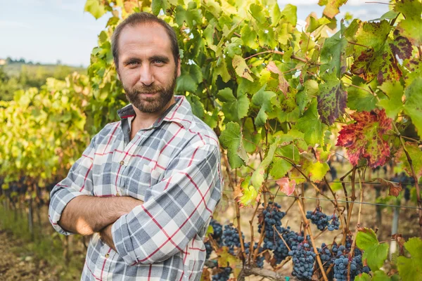 Magabiztos ember, a vineyard — Stock Fotó