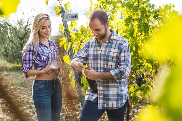 Hombre abriendo botella de vino en viñedo — Foto de Stock