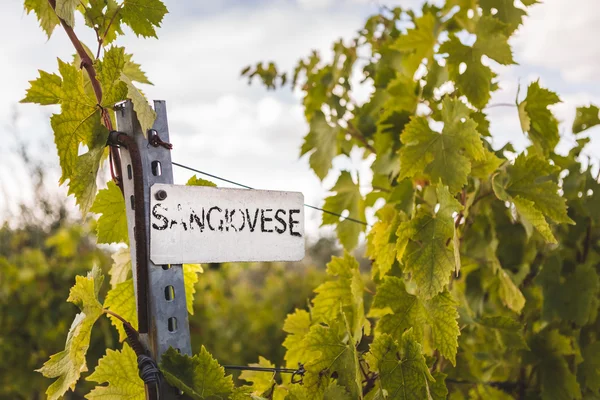 Tuscan vineyard with Sangiovese sign — Stock Photo, Image