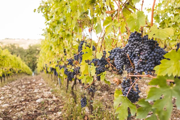 Fila de vinha cheia de uvas vermelhas — Fotografia de Stock