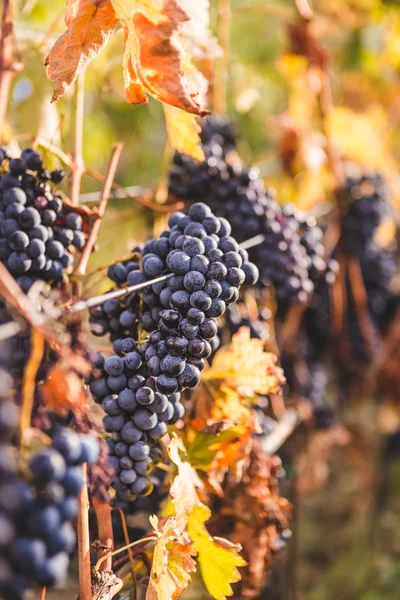 Uvas maduras na vinha toscana — Fotografia de Stock