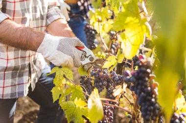 Üzüm kesmek için makas kullanarak ele 