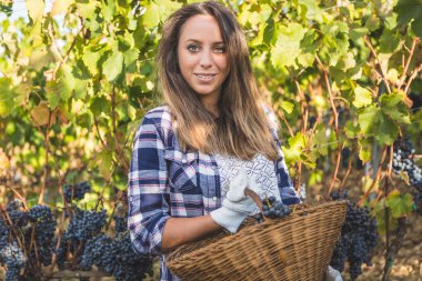 Kadın toplama olgun üzüm 