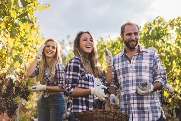 Felices amigos durante la cosecha — Foto de Stock