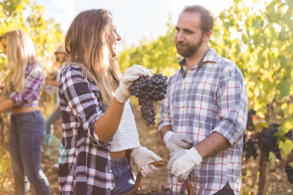 Friends gathering fresh grapes in basket — Stock Photo, Image