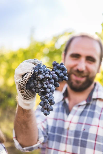 Hombre mostrando racimo de uva madura — Foto de Stock