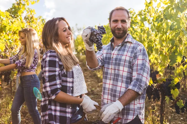 Amigos recogiendo uvas en el viñedo — Foto de Stock