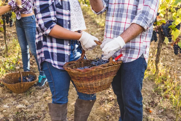 Couple holding basket of fresh grapes — Stock Photo, Image