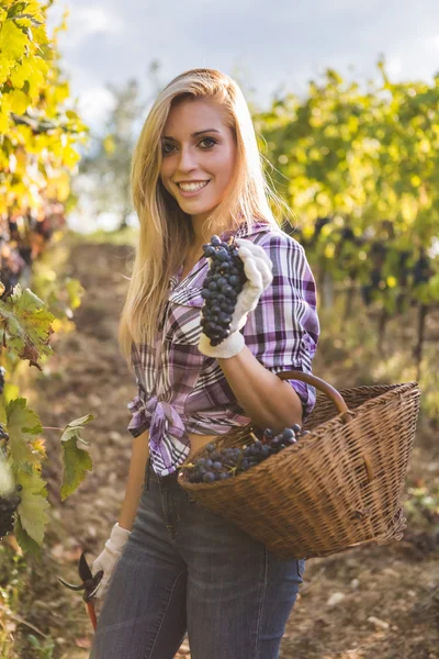 Mujer recogiendo uva en cesta — Foto de Stock