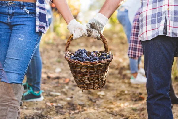 Pareja que sostiene la cesta de uvas frescas — Foto de Stock