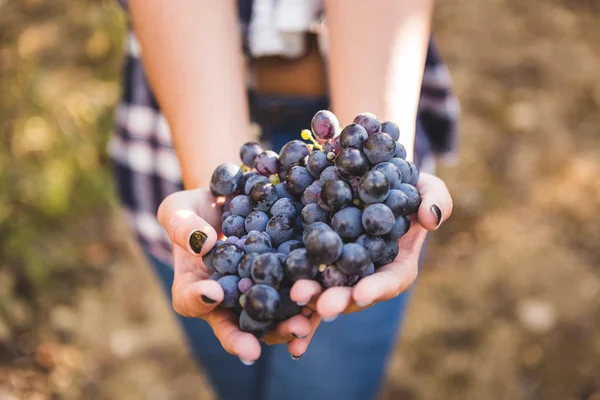 Femme tenant du raisin frais dans les paumes — Photo