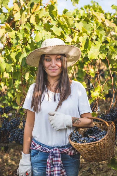 Woman gathering ripe grape