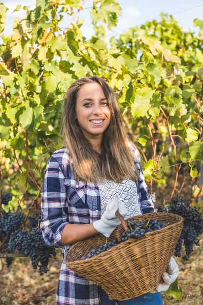 Vrouw verzamelen rijpe druif — Stockfoto