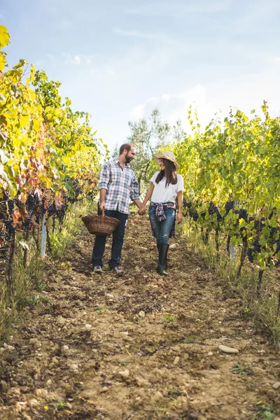 Couple marchant dans le vignoble pendant la récolte — Photo
