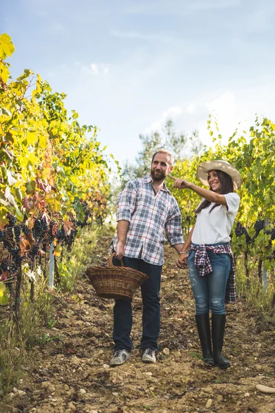 Couple marchant dans le vignoble pendant la récolte — Photo
