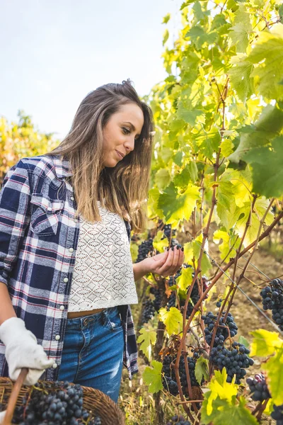 Woman gathering ripe grape — Stock Photo, Image