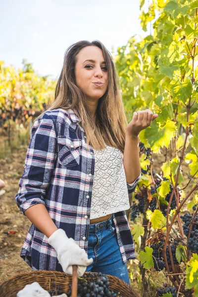 Woman eating grape in vineyard — Stock Photo, Image
