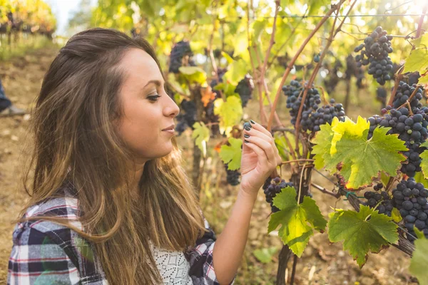 Žena jíst hrozny z vinice — Stock fotografie