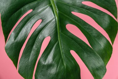 Canavar bitkisinin yeşil yaprakları pembe arka planda