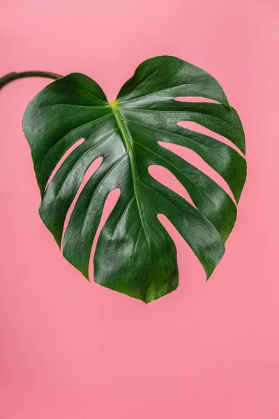 Feuilles Vertes Plante Monstera Sur Fond Rose Image En Vente