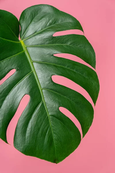 Feuilles Vertes Plante Monstera Sur Fond Rose Images De Stock Libres De Droits