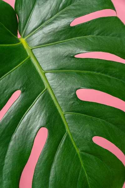 Zelené Listy Rostliny Monstera Růžovém Pozadí Stock Snímky
