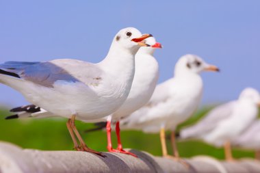 Demiryolu Köprüsü kuşlar levrek.