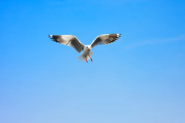 Air break, Funny looking Seagulls's expression — Stock Photo, Image