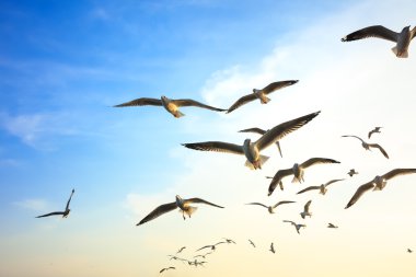 Günbatımında uçan kuşlar.