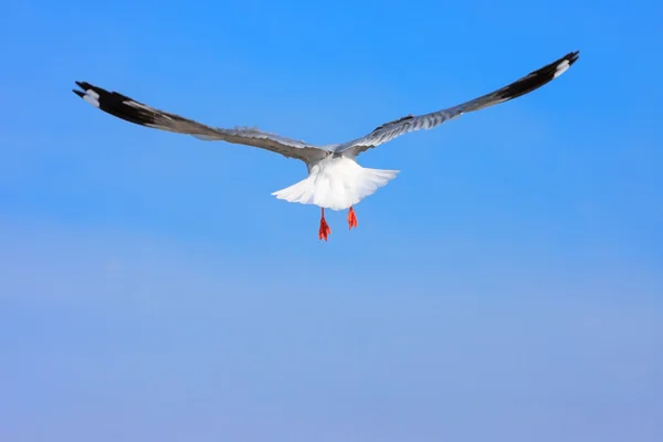 Bird flying in sky. — Stock Photo, Image