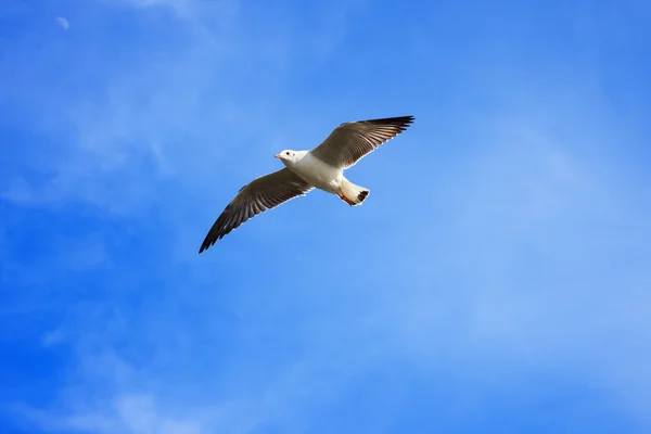 Bird flying in sky. — Stock Photo, Image