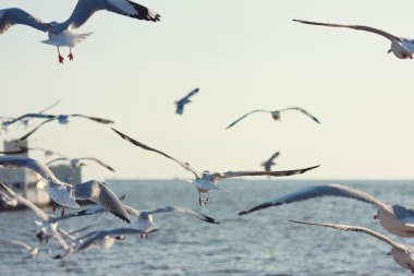 Gökyüzüne havalandığını kuşlar