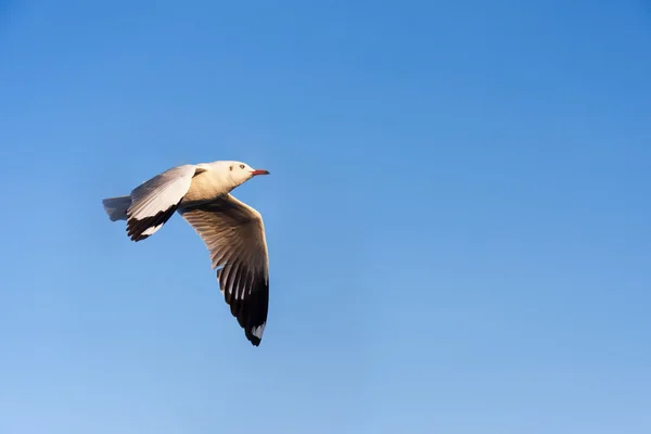 Bird flying in blue sky — Stock Photo, Image