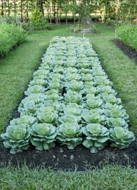 Çin lahanası (bitkisel) alanı