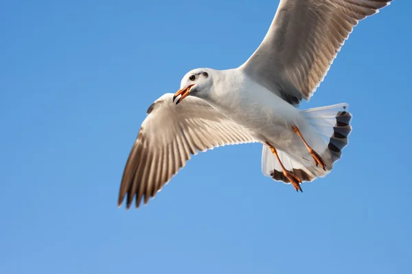 Πετώντας πουλί φέρει φαγητό στο στόμα. — Φωτογραφία Αρχείου