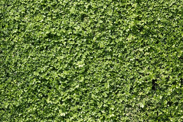 Cespuglio verde muro, sfondo — Foto Stock