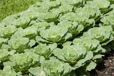 Çin lahanası (bitkisel) alanı