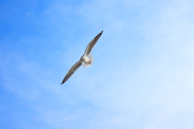 Gökyüzünde uçan kuş.