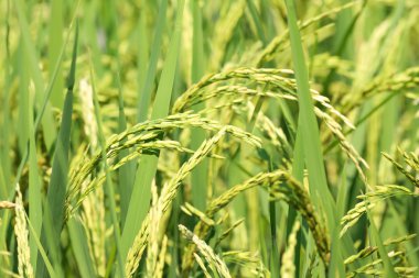 Yeşil pirinç alan, arka plan