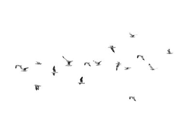 Açık gökyüzü (b&w Kuşlar uçar)