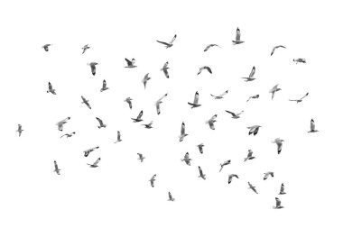 Birds fly on clear sky (b&w) clipart